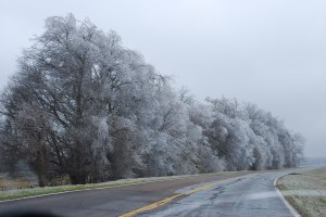 Ice Trees