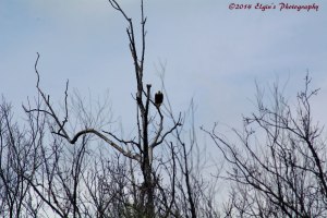 Old River, Bald Eagle
